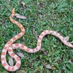 Efeito naja: Cras recebe 7 cobras e 5 tarântulas criadas ilegalmente em MS