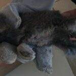 Depois de incêndio, funcionários de Emei resgatam filhote de cutia com patas queimadas