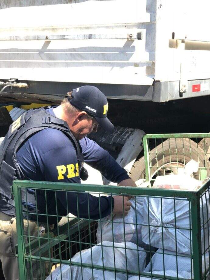 Em operação conjunta, policiais apreendem quase duas toneladas de maconha