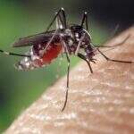 MS registra mais de mil casos de dengue na última semana, 57% a mais do que a anterior