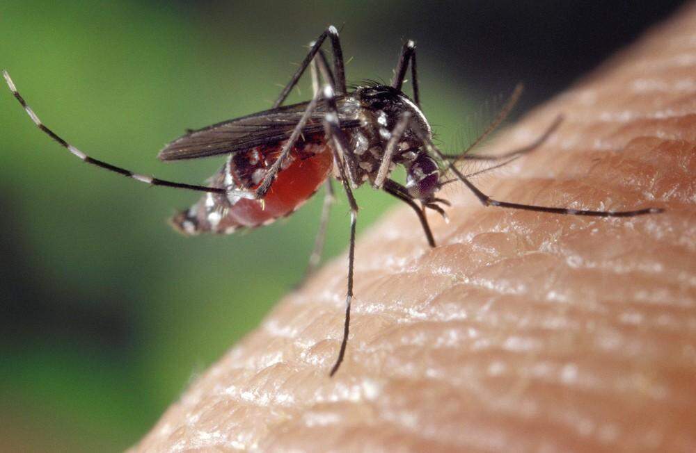 Dos 772 novos casos de dengue em MS, 80% foram notificados em Campo Grande