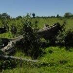 Satélites localizam desmatamento e fazendeiro é multado na Operação Semana Santa