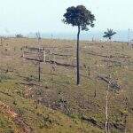 Desmatamento na Amazônia aumenta 13,7% em um ano