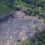 Agricultura está analisando alta de 88% no desmatamento na Amazônia, diz ministra