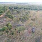 Com ajuda de drone, polícia flagra desmatamento ilegal e multa paulista em R$ 7 mil