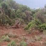 Arrendatário é autuado por desmatamento ilegal de vegetação nativa