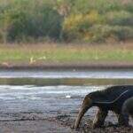 Pesquisadores investigam mudanças climáticas que ameaçam espécies no Pantanal