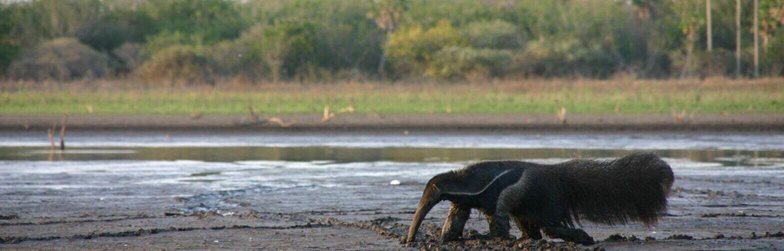 Foto: Reprodução/SOS Pantanal