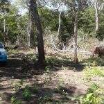 Campo-grandense é multado por desmatar vegetação nativa do Rio Miranda