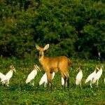 Atropelamentos e sumiço de aves no Pantanal assustam pesquisadores
