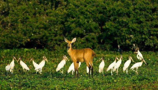 Atropelamentos e sumiço de aves no Pantanal assustam pesquisadores