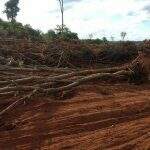 Para plantar pastagem, fazendeiro derruba vegetação nativa e acaba multado