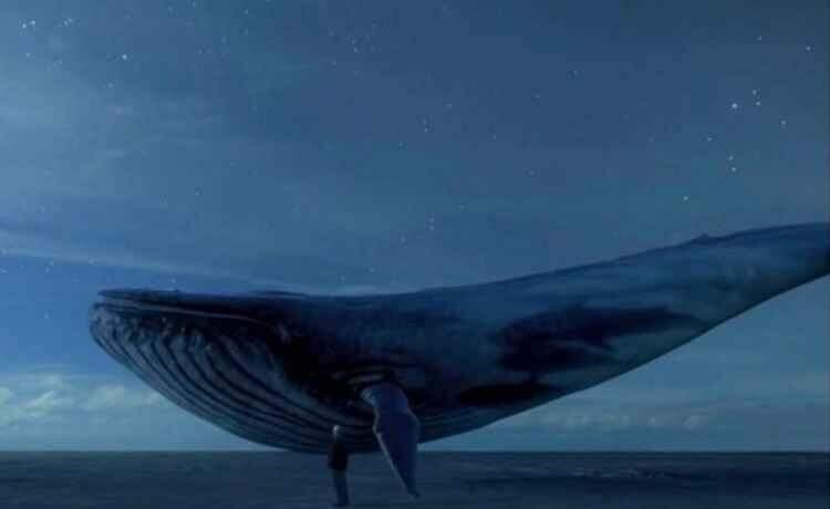 Secretaria de educação vai orientar escolas sobre como enfrentar ‘desafio da baleia azul’