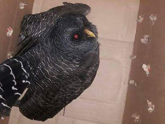 Pela 1ª vez, coruja rara conhecida como mocho-negro é resgatada na Capital