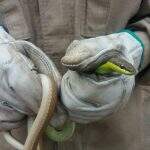 Bombeiros usam alho e destelham casa para achar cobra que fez família ‘fugir’