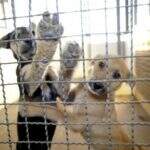 Durante pandemia, ONGs de animais sofrem com falta de doações e adoção de pets