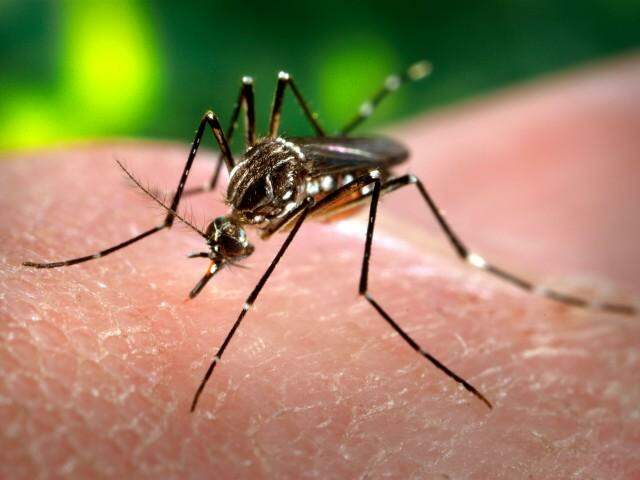 MS acumula quase 2 mil casos suspeitos de dengue no ano, diz Secretaria de Saúde