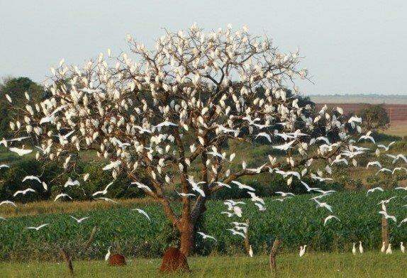 Cheia de garças: jornalista flagra árvore lotada de aves no interior de MS