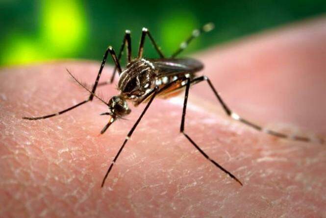 Risco de contrair febre amarela pode ser menor para quem já teve dengue