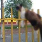 Cenas fortes: gato é morto e pendurado em portão de escola pública