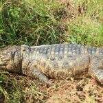 Jacaré é encontrado morto, sem calda e com marca de tiro na cabeça