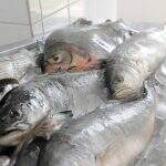 Carne de peixe contaminada provoca doença rara em casal