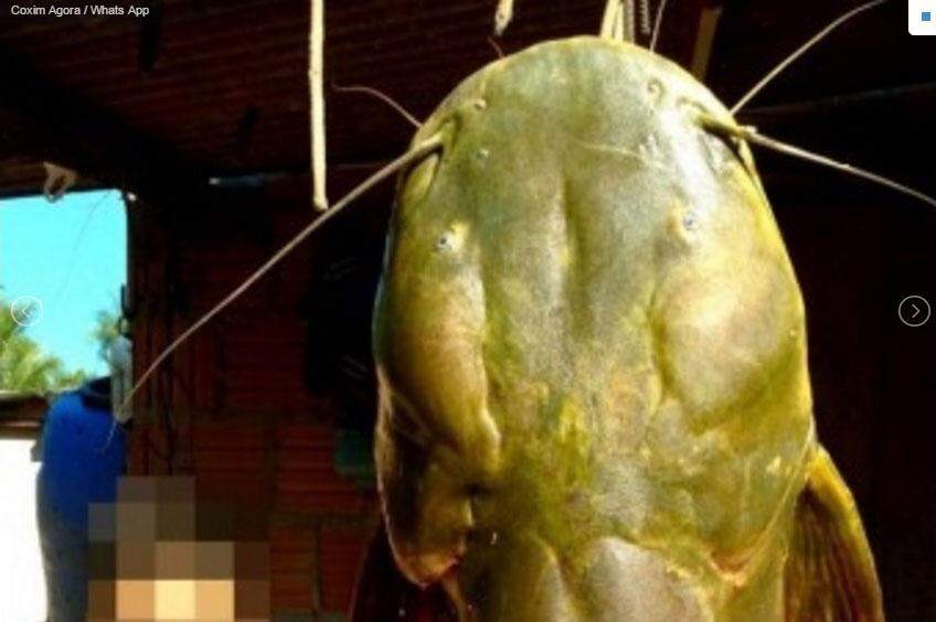 Pescador fisga jaú de 40 quilos no Rio Taquari em Mato Grosso do Sul