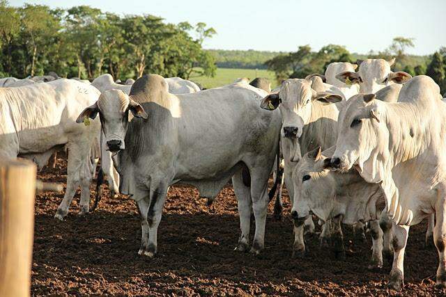 MS registra o melhor resultado nas exportações de carne bovina desde 2014, diz Famasul