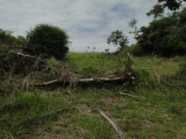 Fazendeiro é multado em R$ 15 mil por desmatar 49 hectares de vegetação nativa