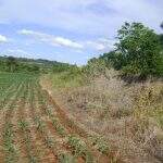 PMA autua fazendeiro em R$ 8 mil por desmatamento de 8 hectares do cerrado