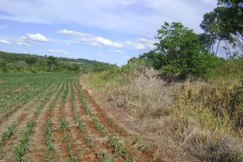 PMA autua fazendeiro em R$ 8 mil por desmatamento de 8 hectares do cerrado
