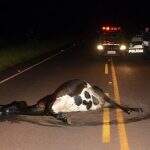 Motorista sofre acidente depois de atropelar vaca que atravessava rodovia