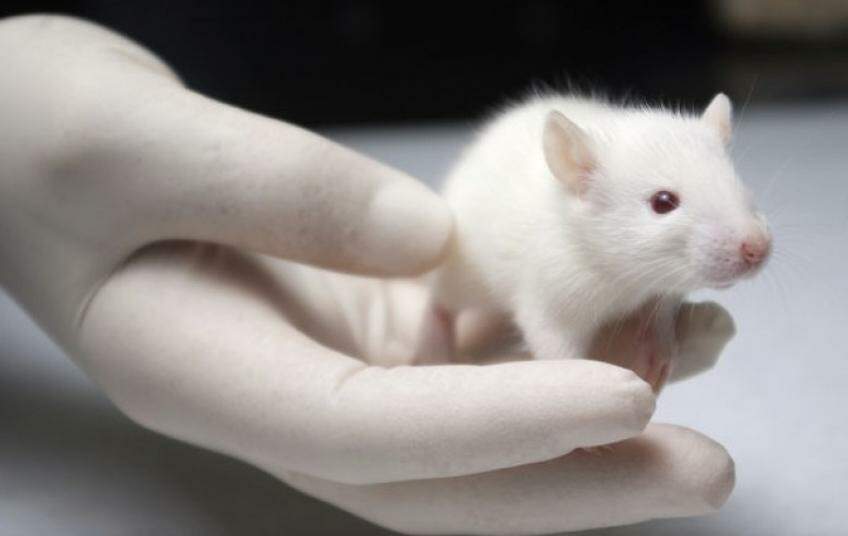 HIV é eliminado do corpo de animais vivos pela primeira vez