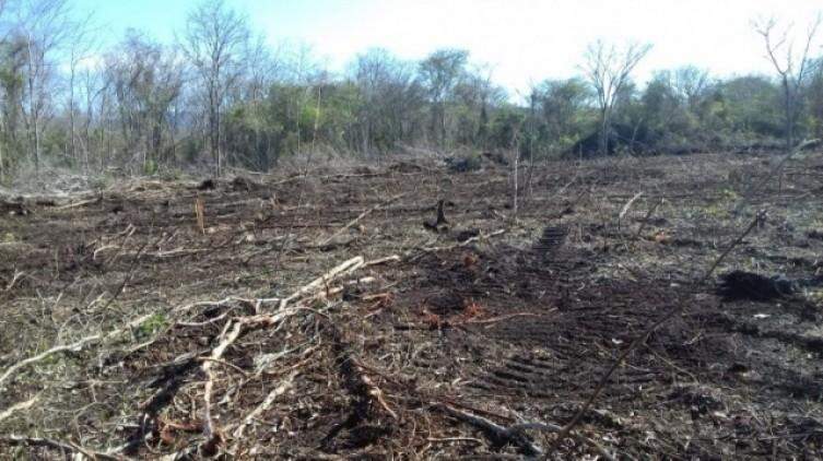 Área desmatada é de 1.741 hectares. (Foto: PMA/ Divulgação)