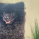 Vídeo: família busca cachorro que desapareceu na Vila do Polonês