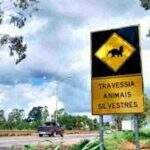 ALEMS quer reduzir atropelamento de animais silvestres nas rodovias de MS