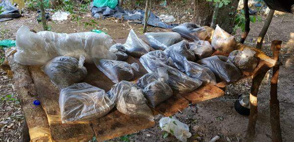 Na fronteira, polícia destrói acampamento do tráfico com prensas e 800 quilos de maconha