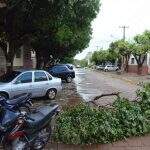Árvores são derrubadas em chuva com ventos de até 70 quilômetros por hora