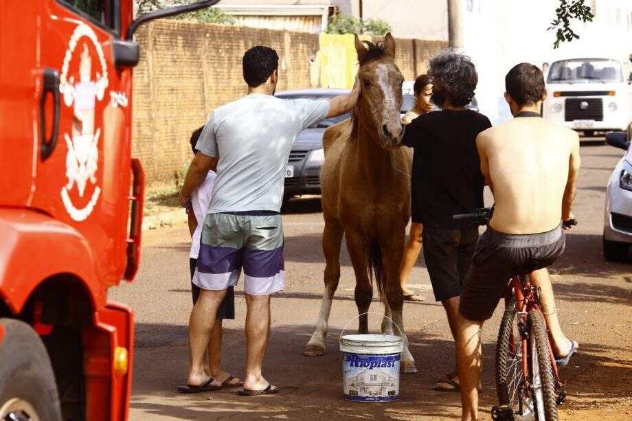 Vizinhos tentam acalmar o animal (Marcos Ermínio