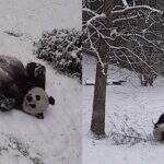 Zoologico dos EUA viraliza na internet com vídeo de pandas fofinhos brincando na neve