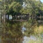 Defesa Civil avalia impactos da cheia no Pantanal e estuda declarar situação de emergência