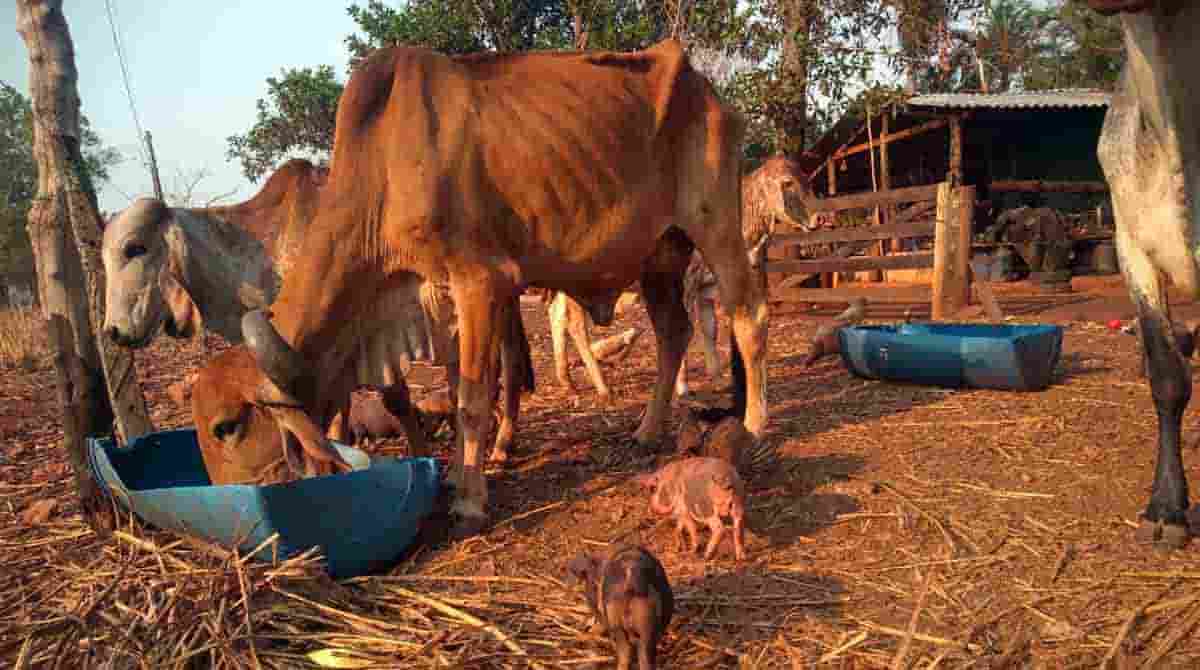 Água fornecida por caminhões-pipa da prefeitura servem para consumo dos animais