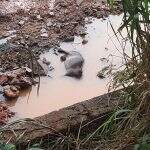 Mulher é socorrida depois de atropelar capivara na Avenida Ernesto Geisel