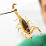 Picada de escorpião: saiba os cuidados e o que fazer em caso de acidente