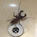 Escorpião em tanque de lavanderia assusta moradora em MS
