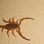 Campo Grande já registrou mais de 448 acidentes com escorpião neste ano