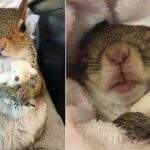Esquilo salvo de furacão tem 640 mil seguidores e só dorme com pelúcia