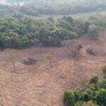 Com drone, PMA identifica extração ilegal de árvores de grande porte e multa fazendeiro