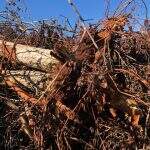 Veterinário de MS é multado em R$ 13,2 mil por exploração ilegal de madeira