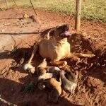 Cadela posa ‘agradecida’ para foto após ser tirada de buraco com 12 filhotes em MS
